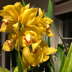 Meet your Posher, Susan